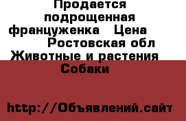 Продается подрощенная француженка › Цена ­ 10 000 - Ростовская обл. Животные и растения » Собаки   